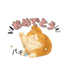 「スコティッシュフォールド」のスタンプ③（個別スタンプ：14）