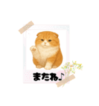 「スコティッシュフォールド」のスタンプ③（個別スタンプ：17）
