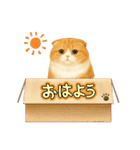 「スコティッシュフォールド」のスタンプ③（個別スタンプ：29）