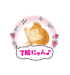 「スコティッシュフォールド」のスタンプ③（個別スタンプ：38）