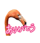 写真でスタンプ作ってみたらこんなのできた（個別スタンプ：6）
