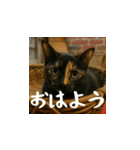 小花達の日常会話スタンプ（日本語）（個別スタンプ：1）