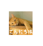 小花達の日常会話スタンプ（日本語）（個別スタンプ：2）