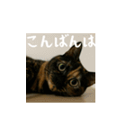 小花達の日常会話スタンプ（日本語）（個別スタンプ：3）