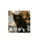 小花達の日常会話スタンプ（日本語）（個別スタンプ：4）