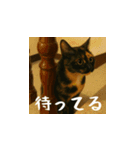 小花達の日常会話スタンプ（日本語）（個別スタンプ：8）