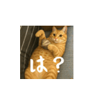 小花達の日常会話スタンプ（日本語）（個別スタンプ：9）