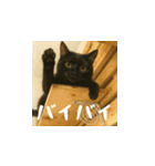 小花達の日常会話スタンプ（日本語）（個別スタンプ：13）