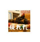 小花達の日常会話スタンプ（日本語）（個別スタンプ：15）