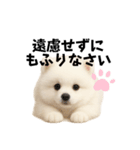もふもふは世界を救う（白ポメ）（個別スタンプ：3）