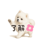 もふもふは世界を救う（白ポメ）（個別スタンプ：5）