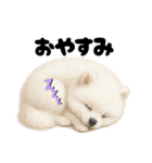 もふもふは世界を救う（白ポメ）（個別スタンプ：7）