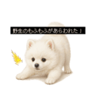 もふもふは世界を救う（白ポメ）（個別スタンプ：11）