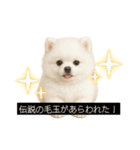もふもふは世界を救う（白ポメ）（個別スタンプ：12）