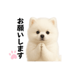 もふもふは世界を救う（白ポメ）（個別スタンプ：14）