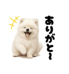 もふもふは世界を救う（白ポメ）（個別スタンプ：16）