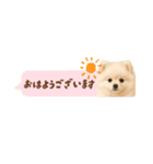 もふもふは世界を救う（白ポメ）（個別スタンプ：17）