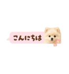もふもふは世界を救う（白ポメ）（個別スタンプ：18）