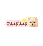 もふもふは世界を救う（白ポメ）（個別スタンプ：19）
