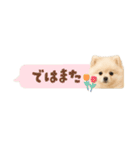 もふもふは世界を救う（白ポメ）（個別スタンプ：20）