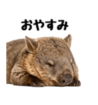 かわいいウォンバットの癒される日常（個別スタンプ：13）