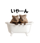 かわいいウォンバットの癒される日常（個別スタンプ：25）