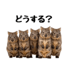 かわいいウォンバットの癒される日常（個別スタンプ：28）