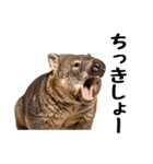 かわいいウォンバットの癒される日常（個別スタンプ：29）