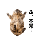 かわいいウォンバットの癒される日常（個別スタンプ：32）
