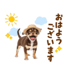 チワワの子犬☆毎日つかえるスタンプ（個別スタンプ：1）