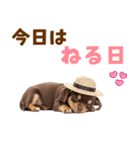 チワワの子犬☆毎日つかえるスタンプ（個別スタンプ：2）