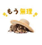 チワワの子犬☆毎日つかえるスタンプ（個別スタンプ：3）