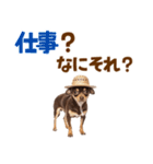チワワの子犬☆毎日つかえるスタンプ（個別スタンプ：5）