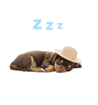 チワワの子犬☆毎日つかえるスタンプ（個別スタンプ：8）