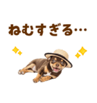 チワワの子犬☆毎日つかえるスタンプ（個別スタンプ：9）