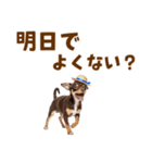 チワワの子犬☆毎日つかえるスタンプ（個別スタンプ：11）