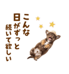 チワワの子犬☆毎日つかえるスタンプ（個別スタンプ：12）