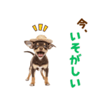 チワワの子犬☆毎日つかえるスタンプ（個別スタンプ：15）