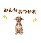 チワワの子犬☆毎日つかえるスタンプ（個別スタンプ：16）