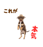 チワワの子犬☆毎日つかえるスタンプ（個別スタンプ：17）