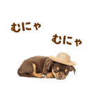 チワワの子犬☆毎日つかえるスタンプ（個別スタンプ：18）