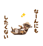 チワワの子犬☆毎日つかえるスタンプ（個別スタンプ：21）
