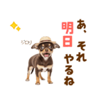 チワワの子犬☆毎日つかえるスタンプ（個別スタンプ：23）