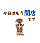 チワワの子犬☆毎日つかえるスタンプ（個別スタンプ：24）