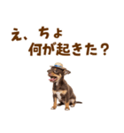チワワの子犬☆毎日つかえるスタンプ（個別スタンプ：26）