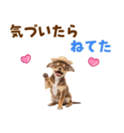 チワワの子犬☆毎日つかえるスタンプ（個別スタンプ：27）