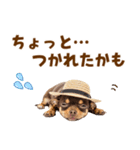 チワワの子犬☆毎日つかえるスタンプ（個別スタンプ：28）