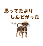 チワワの子犬☆毎日つかえるスタンプ（個別スタンプ：29）