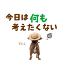 チワワの子犬☆毎日つかえるスタンプ（個別スタンプ：30）