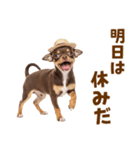チワワの子犬☆毎日つかえるスタンプ（個別スタンプ：31）